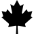 illustration of fontawesome/Brands/CanadianMapleLeaf